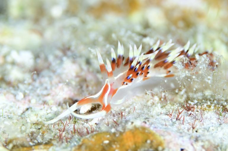 scuba  diving snorkel