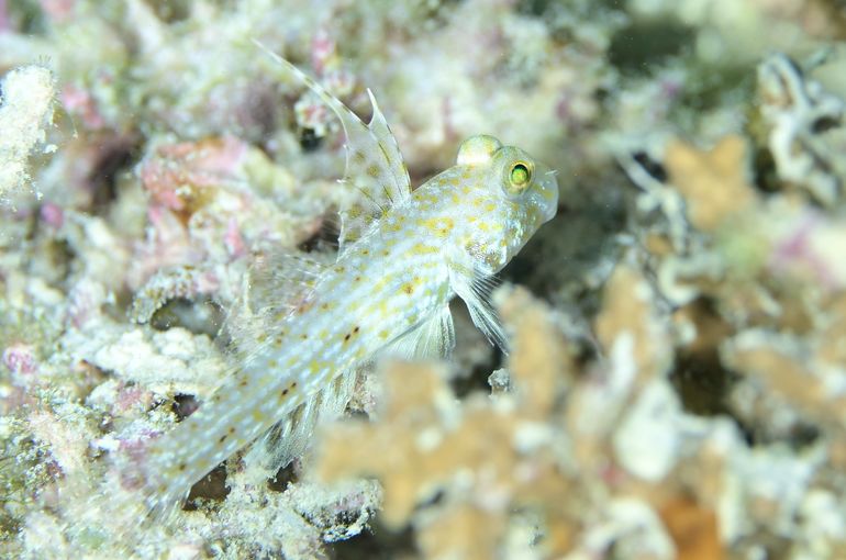 スキューバ　ダイビング　スノーケル