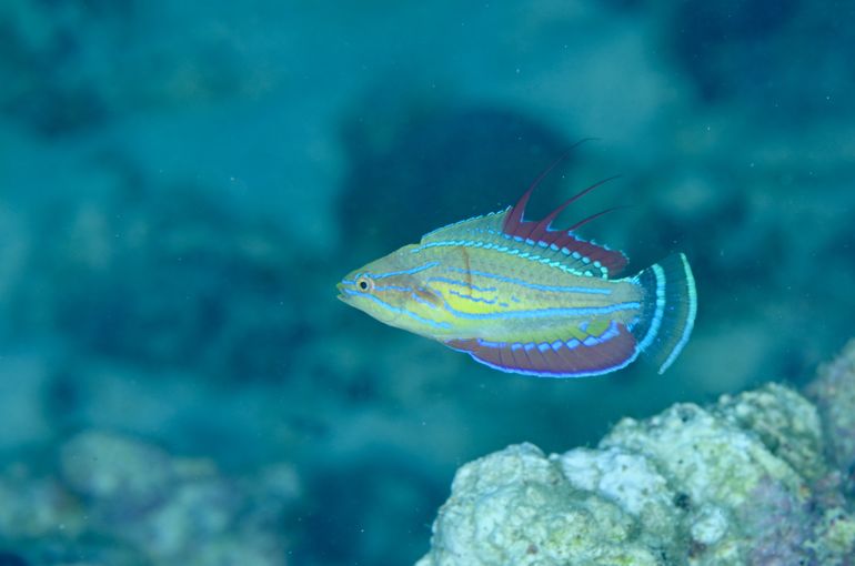 ベラ　ウミウシ　ハゼ