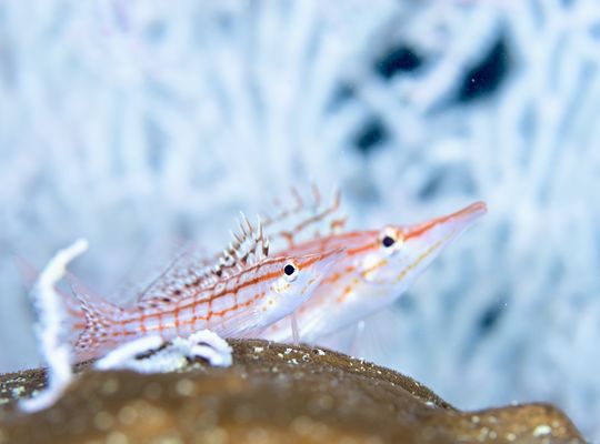 scuba  diving snorkel