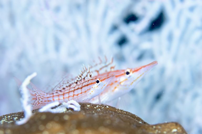 scuba  diving snorkel