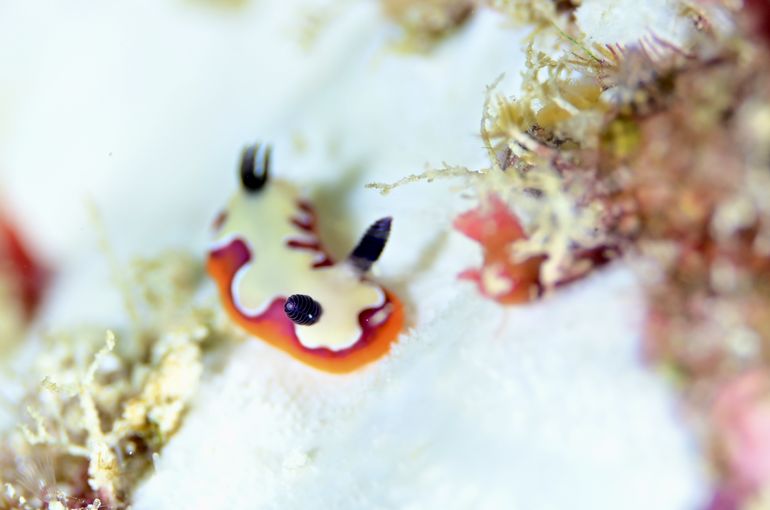 スキューバ　ダイビング　スノーケル