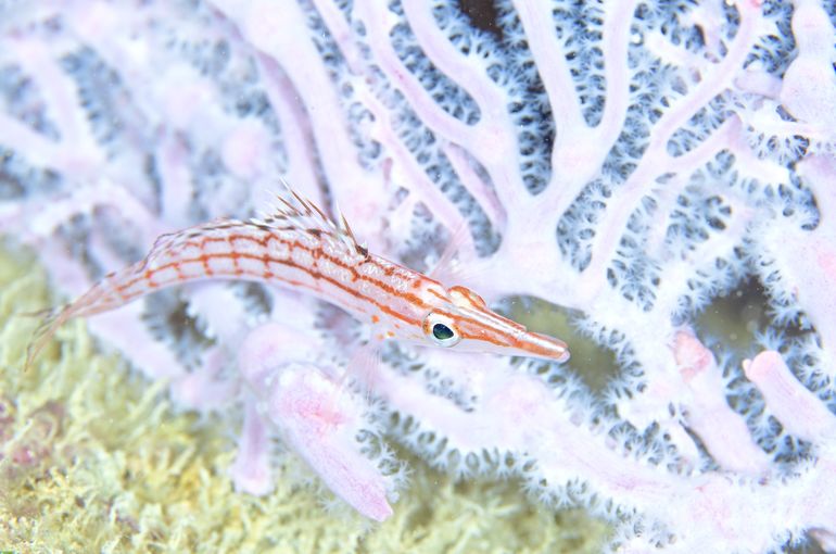 沖縄　石垣　okinawa