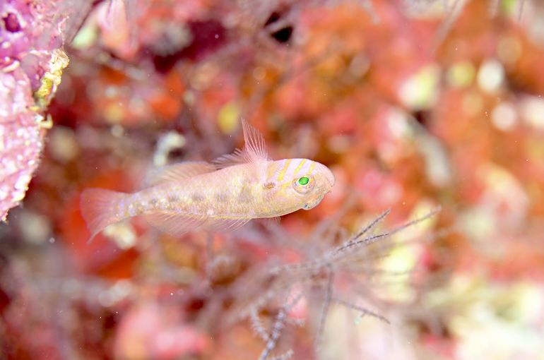 ハゼ　ウミウシ　スズメダイ