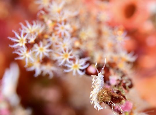 scuba  diving snorkel