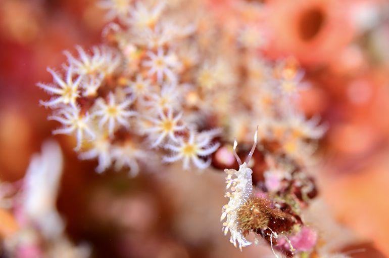 scuba  diving snorkel