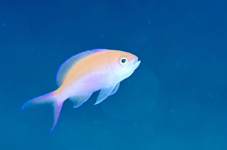 スキューバ　ダイビング　スノーケル