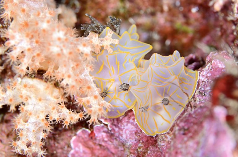 ウミウシ　ハゼ　黒島