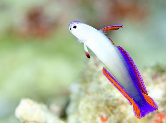 scuba diving snorkel