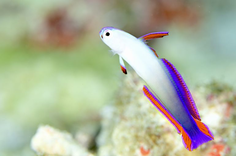 scuba diving snorkel