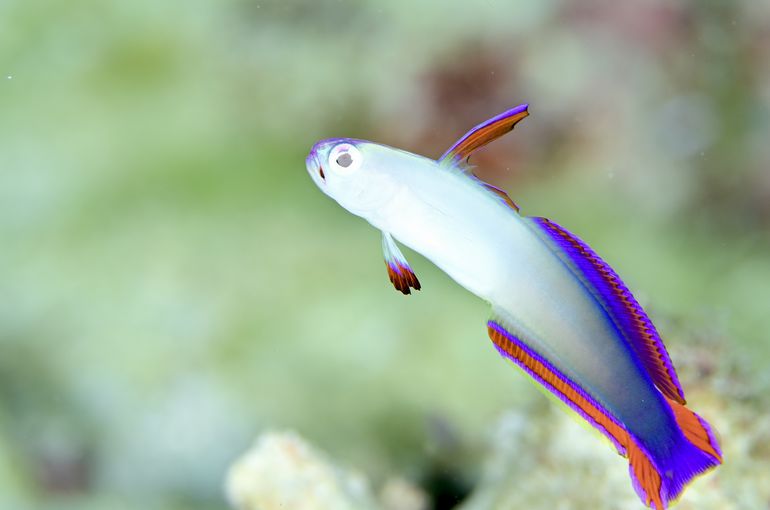 スキューバ　ダイビング　スノーケル