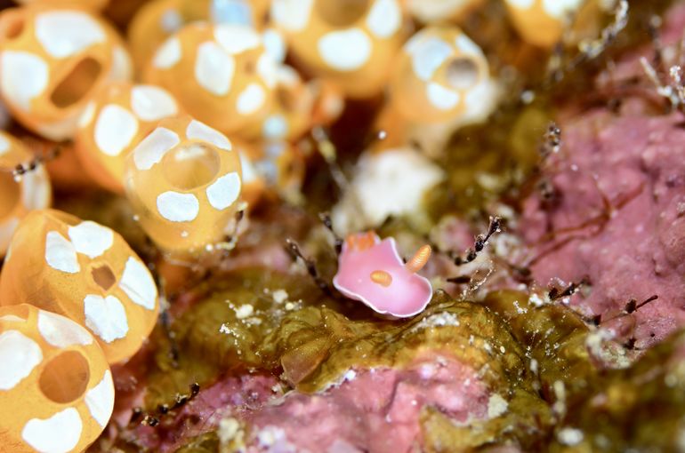 ウミウシ　ハゼ　海