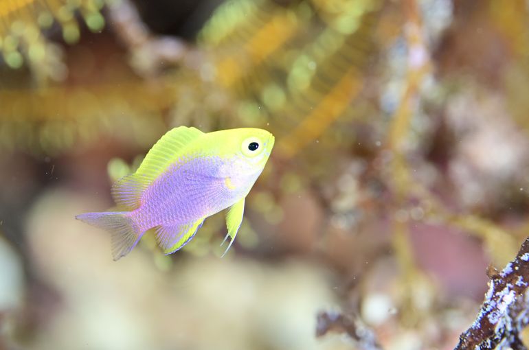 scuba diving snorkel
