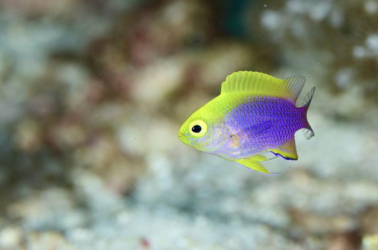 スキューバ　ダイビング　スノーケル