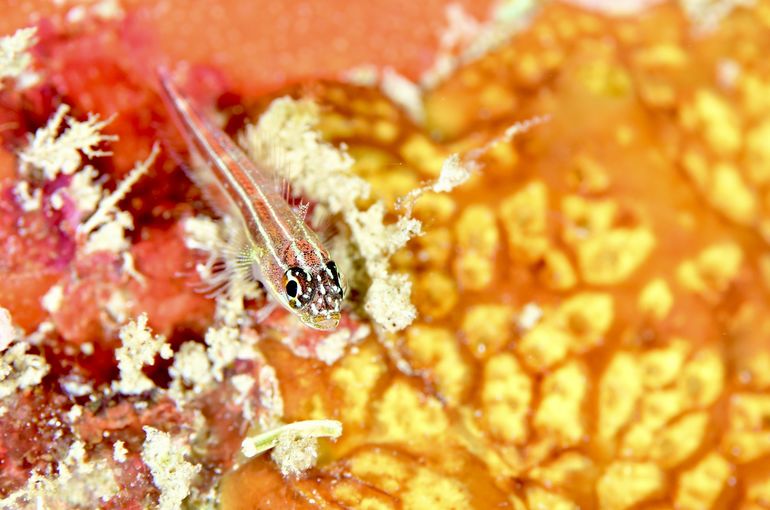 フィリピン　Philippine リロアン