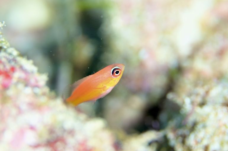 liloan macro マクロ