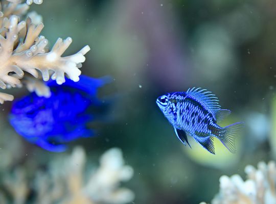 scuba diving snorkel