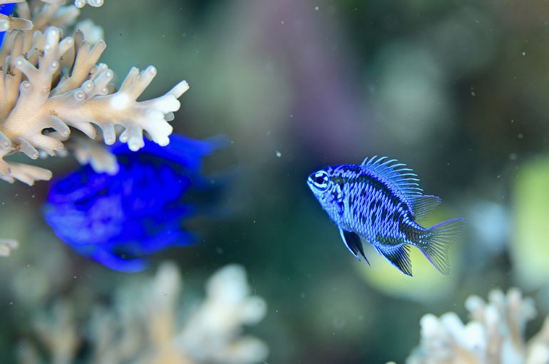 scuba diving snorkel