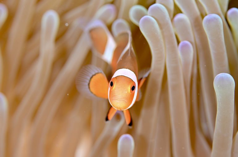 スキューバ　ダイビング　スノーケル