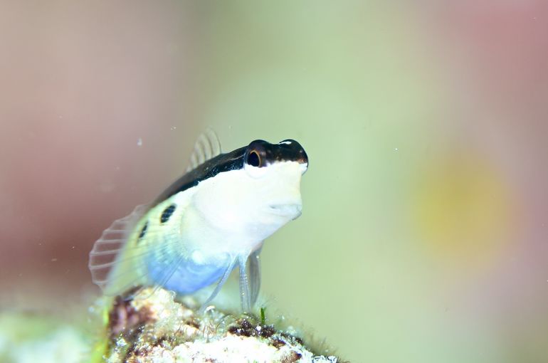 フィリピン　リロアン　マクロ