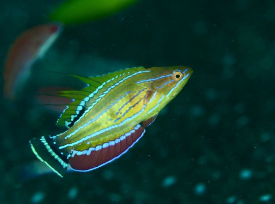 scuba diving snorkel