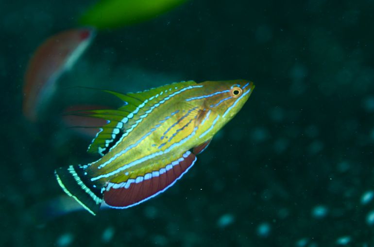 scuba diving snorkel