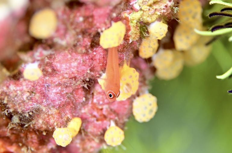 スキューバ　ダイビング　スノーケル