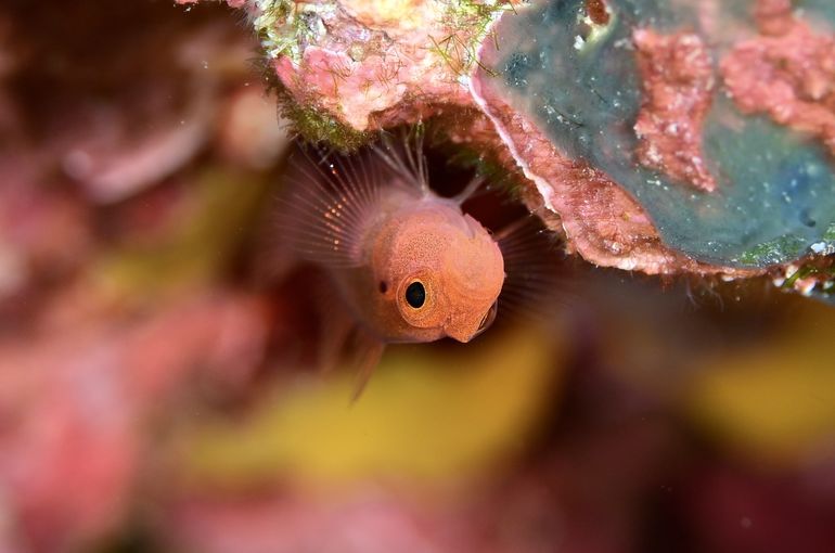 Philippine liloan macro