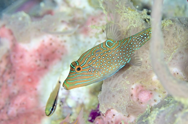 フィリピン　リロアン　マクロ