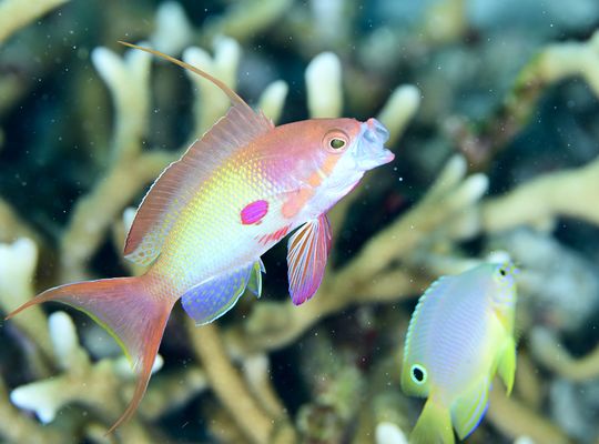 Similan Thailand macro