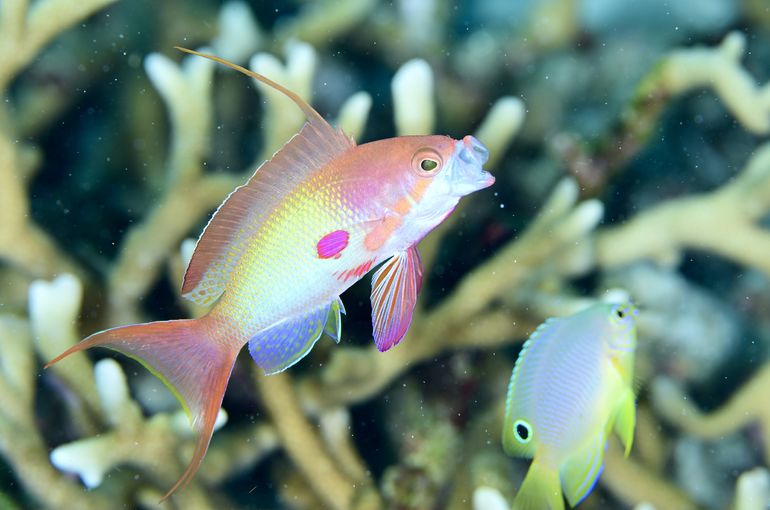 Similan Thailand macro