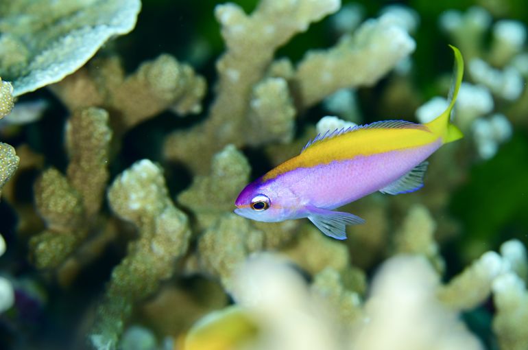 シミラン　タイ　マクロ