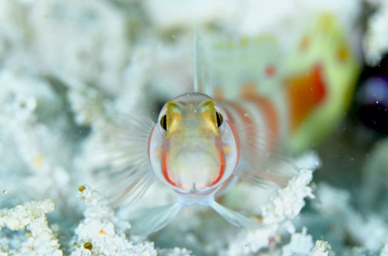 scuba diving snorkel