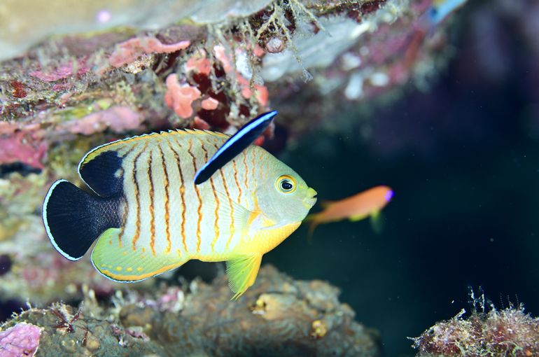 スキューバ　ダイビング　スノーケル
