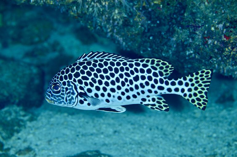 シミラン諸島　クルーズ　