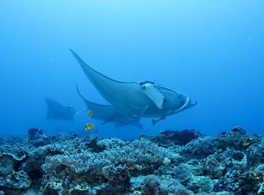 scuba diving snorkel