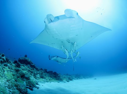 scuba diving snorkel