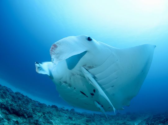 scuba diving snorkel