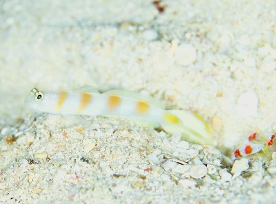scuba diving snorkel