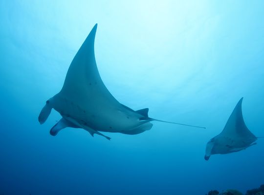 マンタ　manta  mantaray