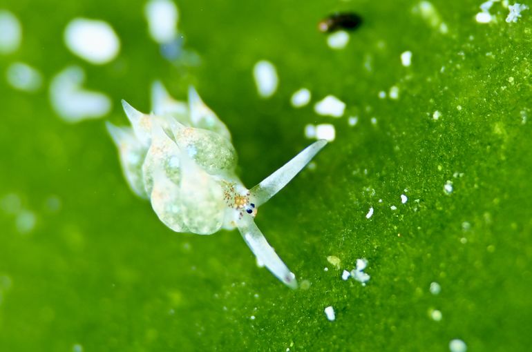 ウミウシ　ハゼ　nudibranch 