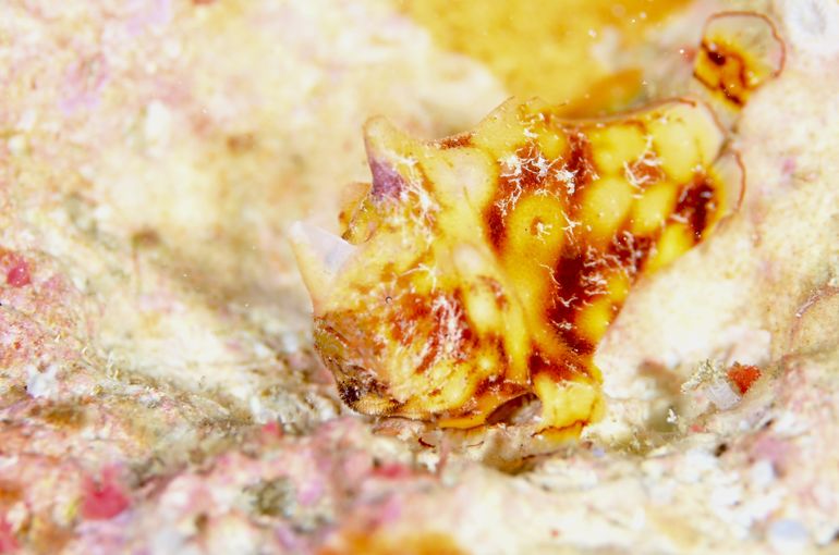 カエルアンコウ　スズメダイ　macro
