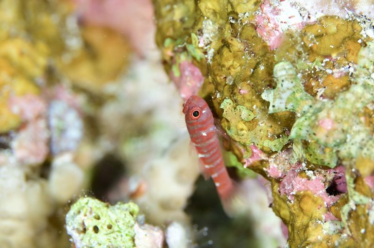 ハゼ　ウミウシ　nudibranch 