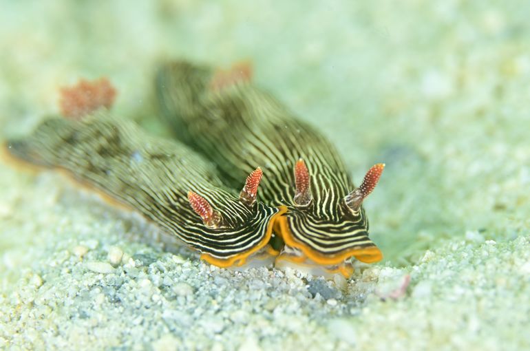 ウミウシ　ハゼ　カエルアンコウ