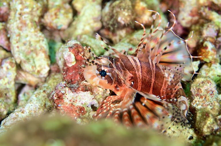 スキューバ　scuba diving