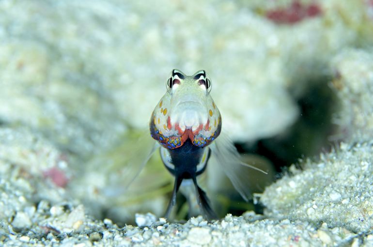 ハゼ　ヤドカリ　スズメダイ
