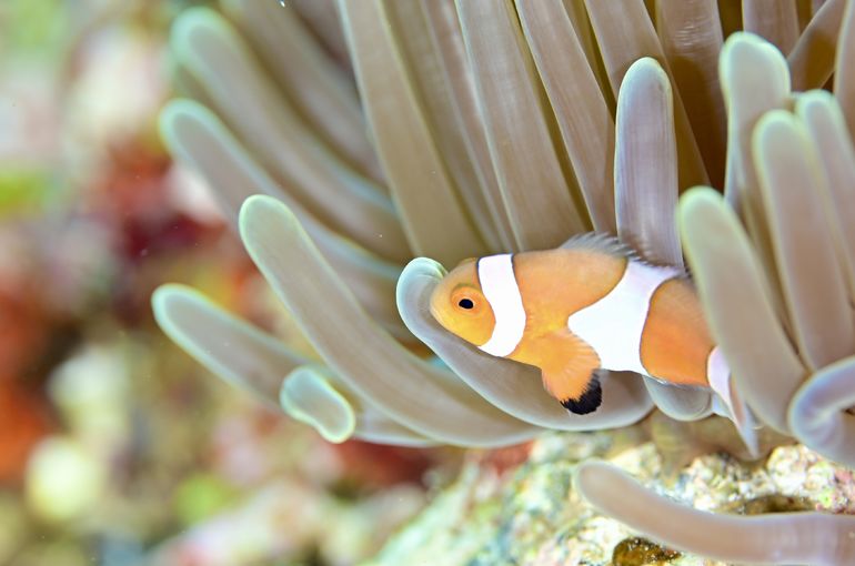 カクレクマノミ　クマノミ　Sea