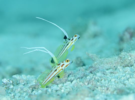 スキューバ　ダイビング　diving