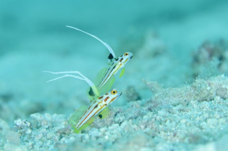 スキューバ　ダイビング　diving