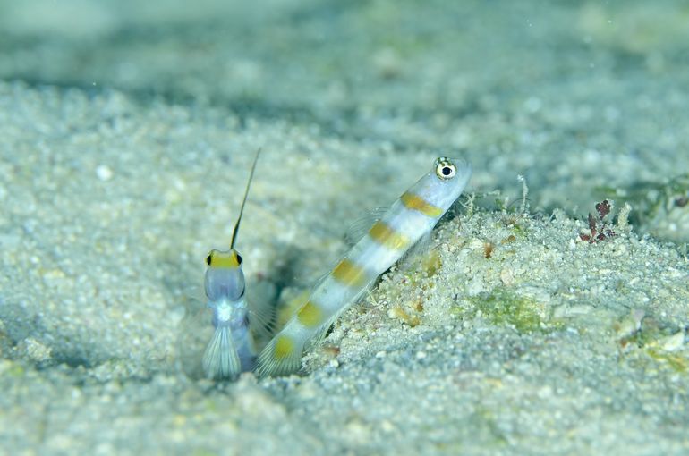 ヤノダテハゼ　ハゼ　ウミウシ